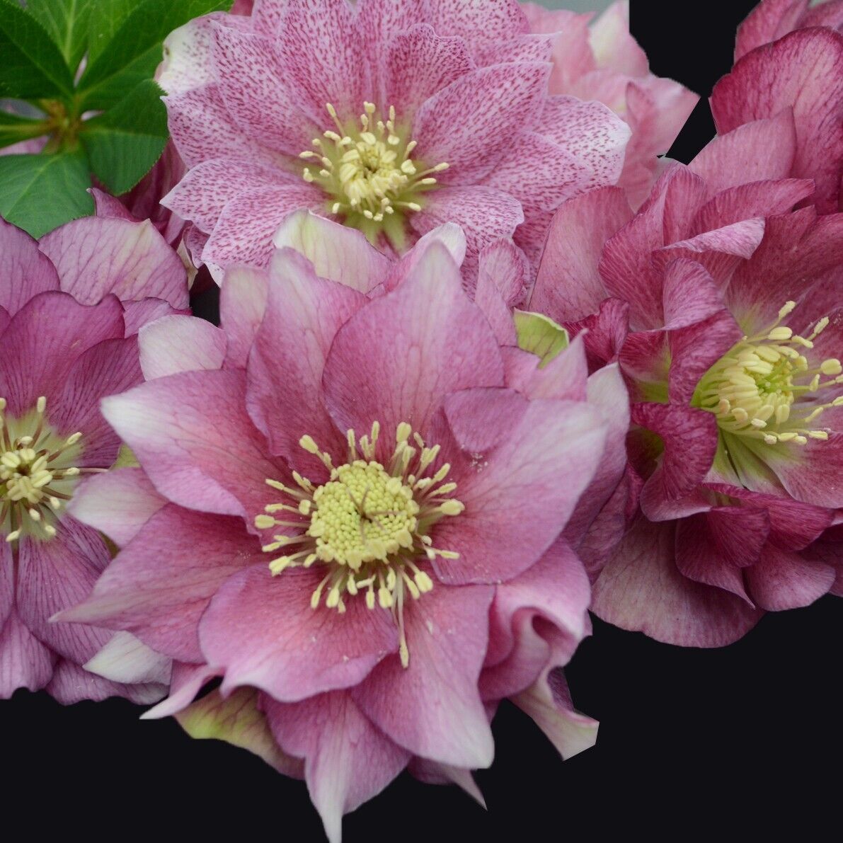 Hellebore 'Maid of Honor' Well Rooted 5.25" Pot Perennial Plant Lenten Rose