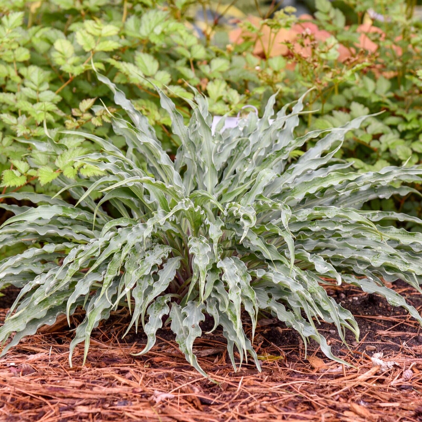 Hosta Silly String 5.25" Pot Well Rooted Perennial Shade Plant Unusual Leaves