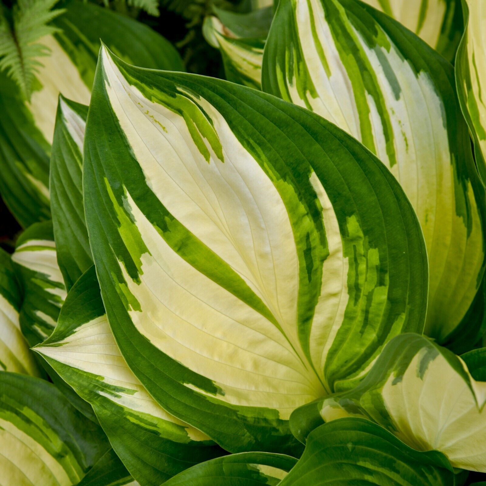 Hosta Miss America 5.25" Pot Well Rooted Perennial Shade 2025 Hosta of the Year!
