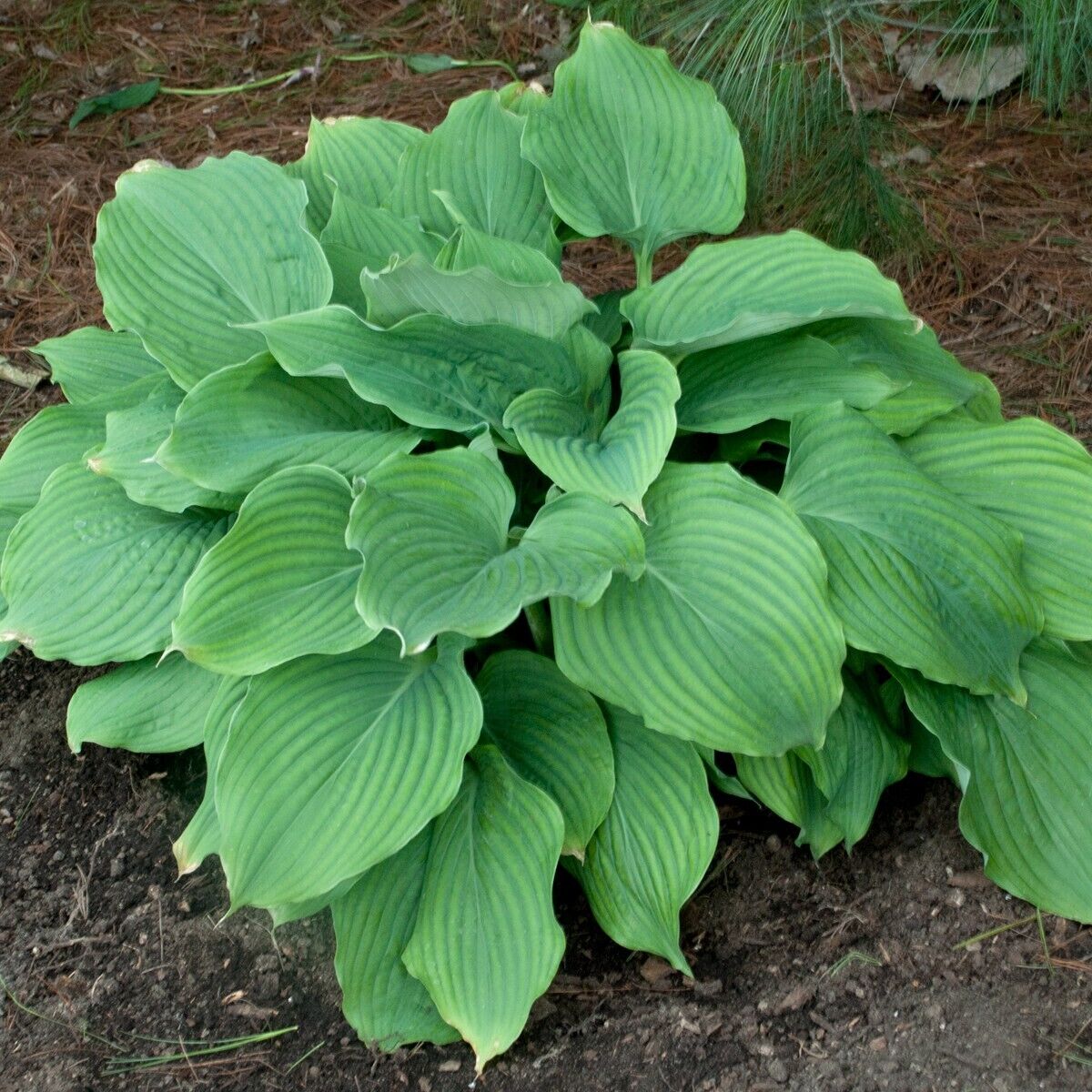 Hosta Komodo Dragon 5.25" Pot Well Rooted Perennial Shade HUGE GIANT