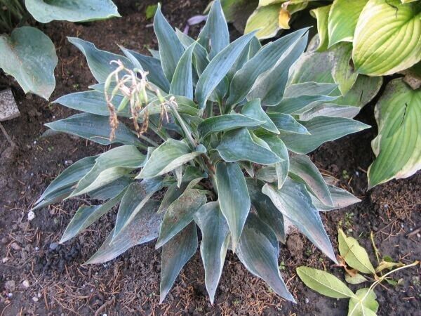 Hosta Silver Tongued Devil 5.25" Pot Well Rooted Perennial Shade Folded Leaves