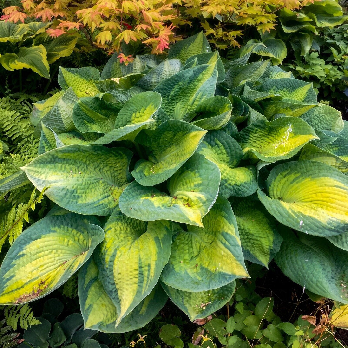 Hosta Brother Stefan 5.25" Pot Well Rooted Perennial Shade Plant Stunning