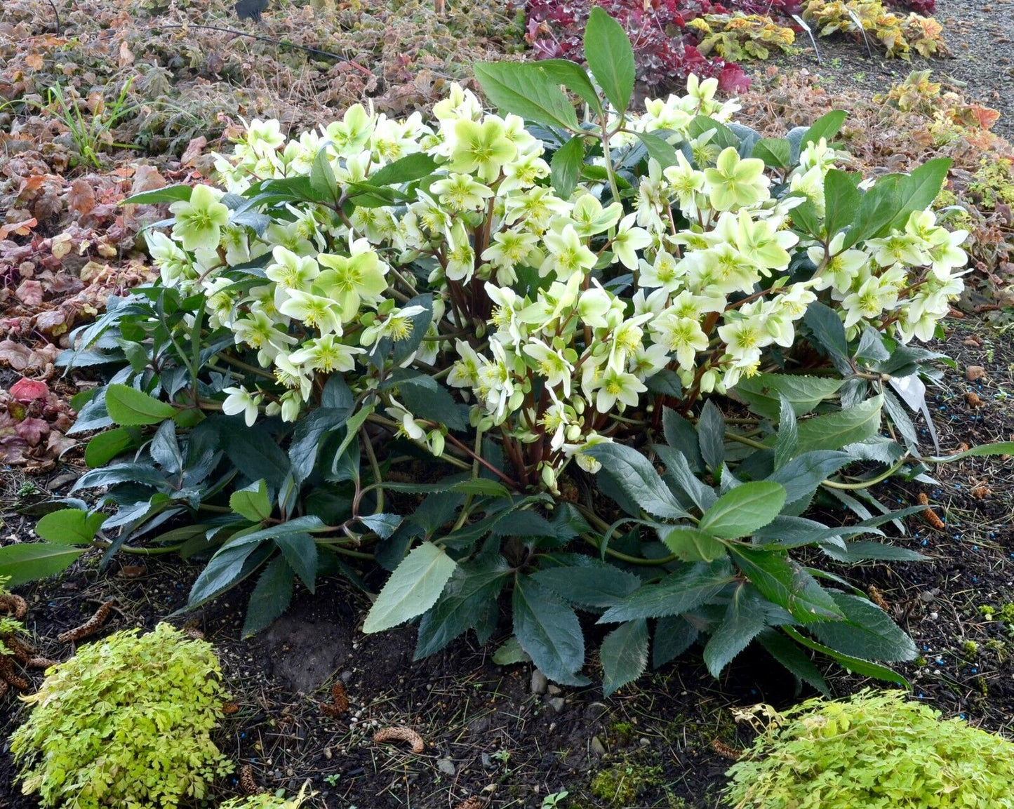 Hellebore 'Honeyhill Joy' Well Rooted 5.25" Pot Perennial Plant Lenten Rose
