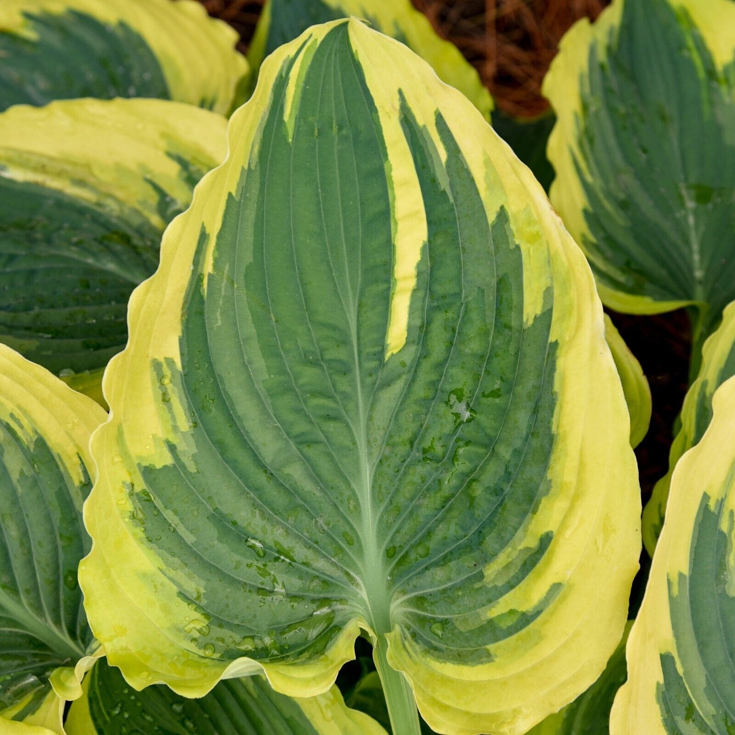 Hosta Trendsetter Well Rooted 5.25" Pot Perennial Shade Plant Gorgeous