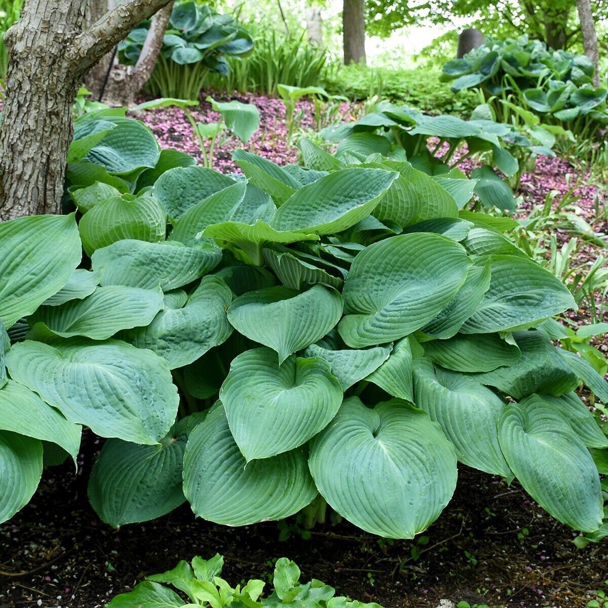 Hosta Big Daddy Well Rooted 5.25" Pot Perennial Shade Plant NOT A STARTER PLUG