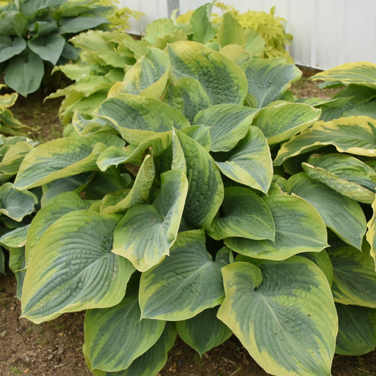 Hosta Terms of Endearment 5.25" Pot Well Rooted Perennial Shade Plant Flowers