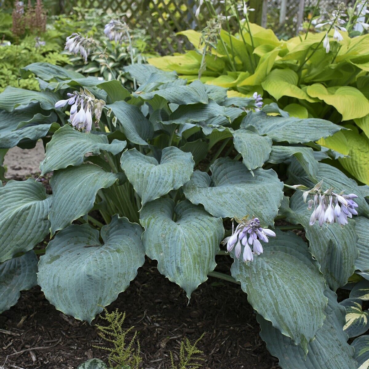 Hosta Diamond Lake Rooted 5.25" Pot Perennial Proven Winners Hosta of the Year