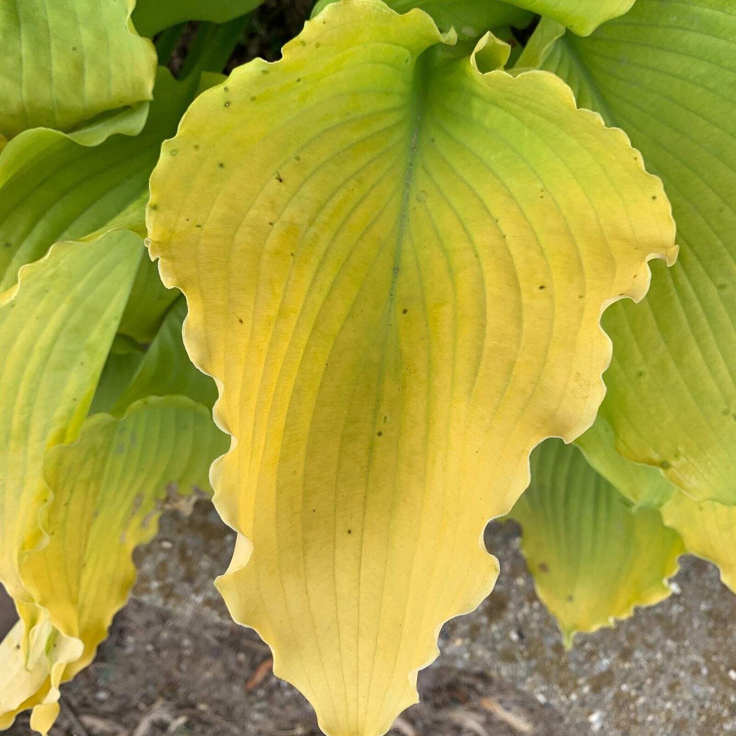 Hosta Echo the Sun Well Rooted 5.25" Pot Perennial Plant Shade Proven Winners