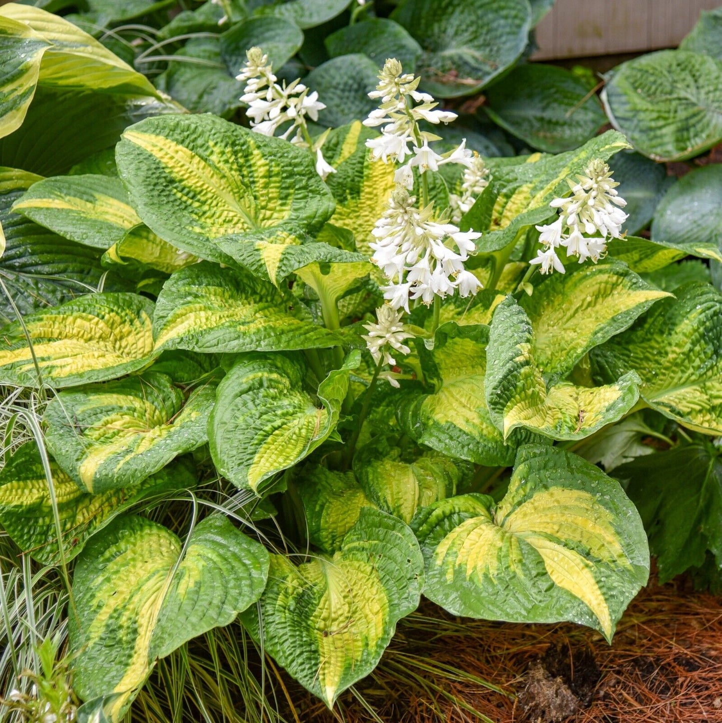 Hosta Brother Stefan 5.25" Pot Well Rooted Perennial Shade Plant Stunning