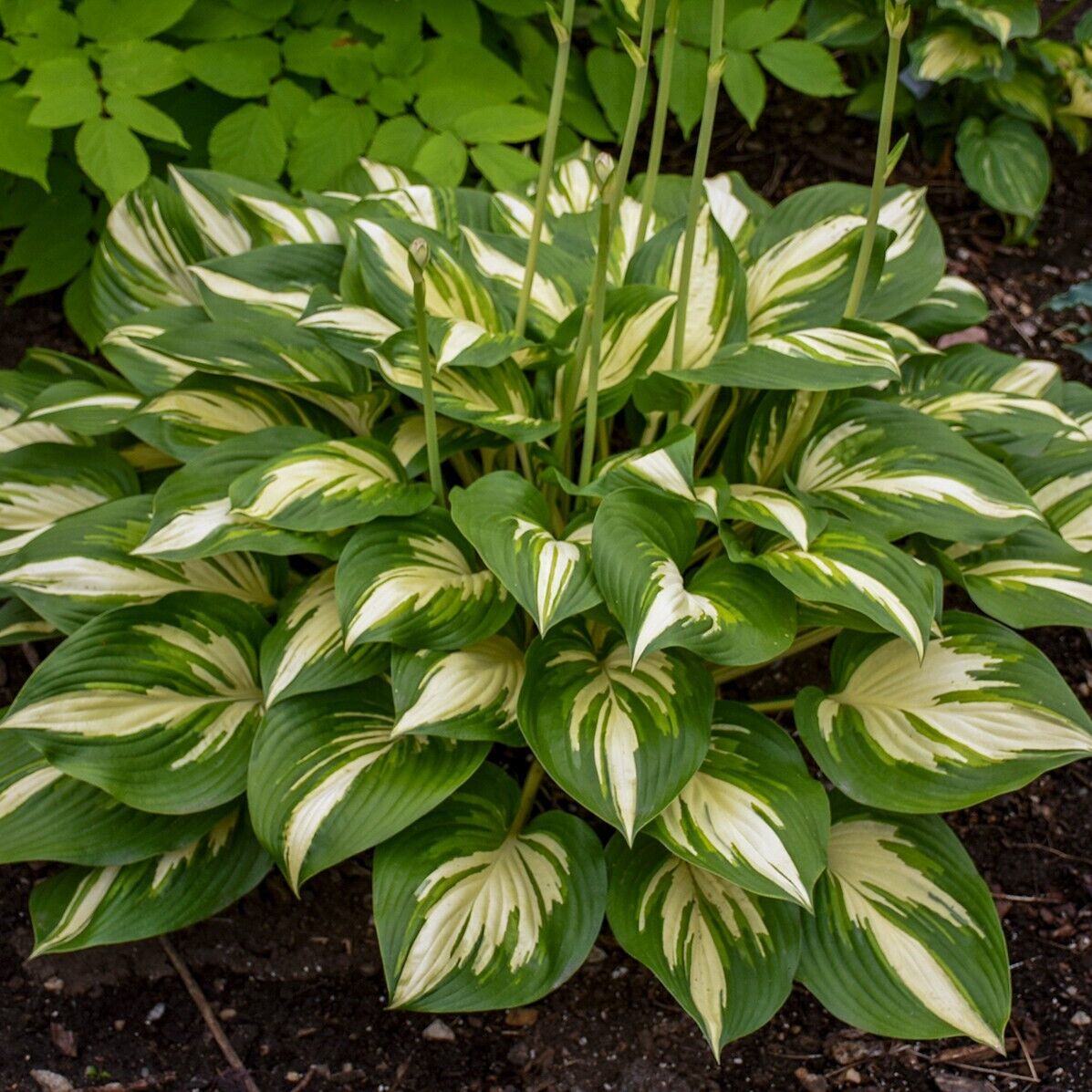 Hosta Miss America 5.25" Pot Well Rooted Perennial Shade 2025 Hosta of the Year!