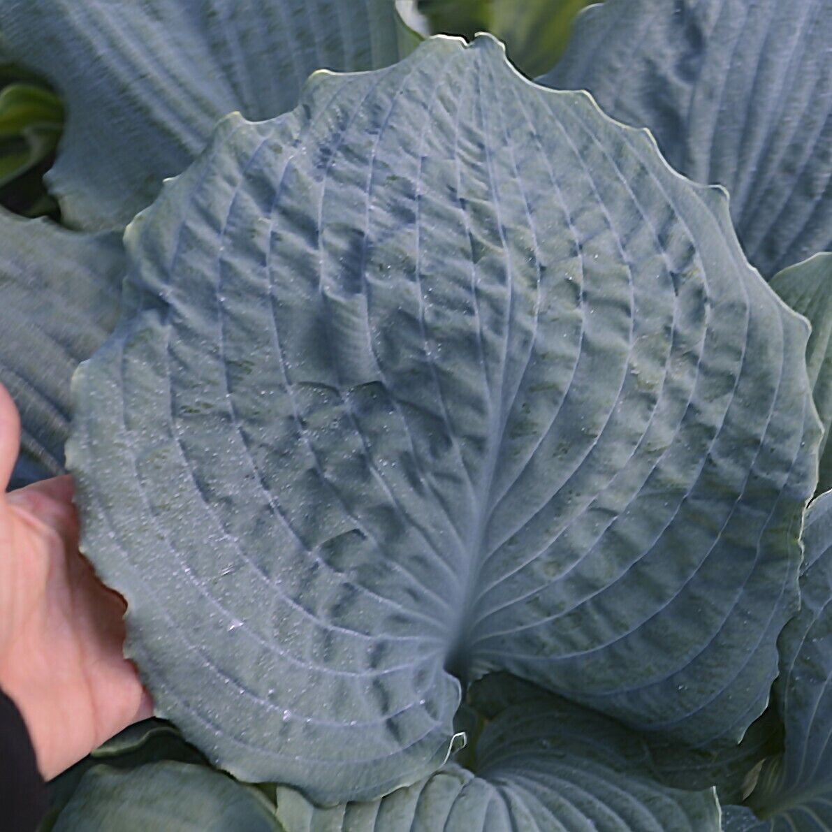 Hosta Diamond Lake Rooted 5.25" Pot Perennial Proven Winners Hosta of the Year