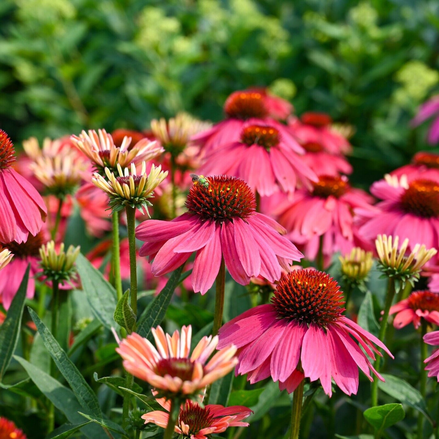 Echinacea Summersong Firefinch Proven Winners 5.25" Pot Perennial Coneflower