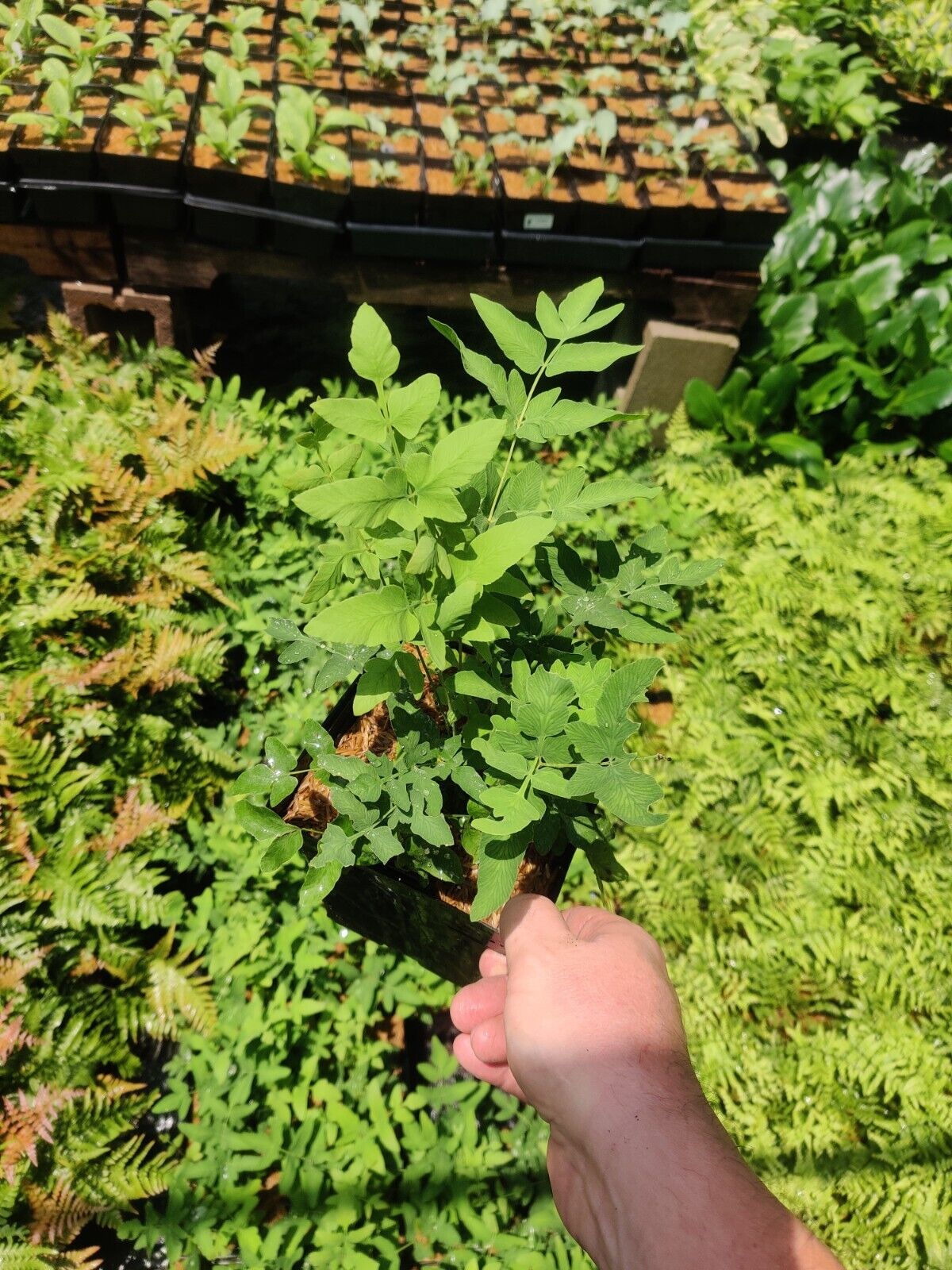 Royal Fern Osmunda regalis 5.25" Pot Well Rooted Perennial Fern Shade Moist Wood