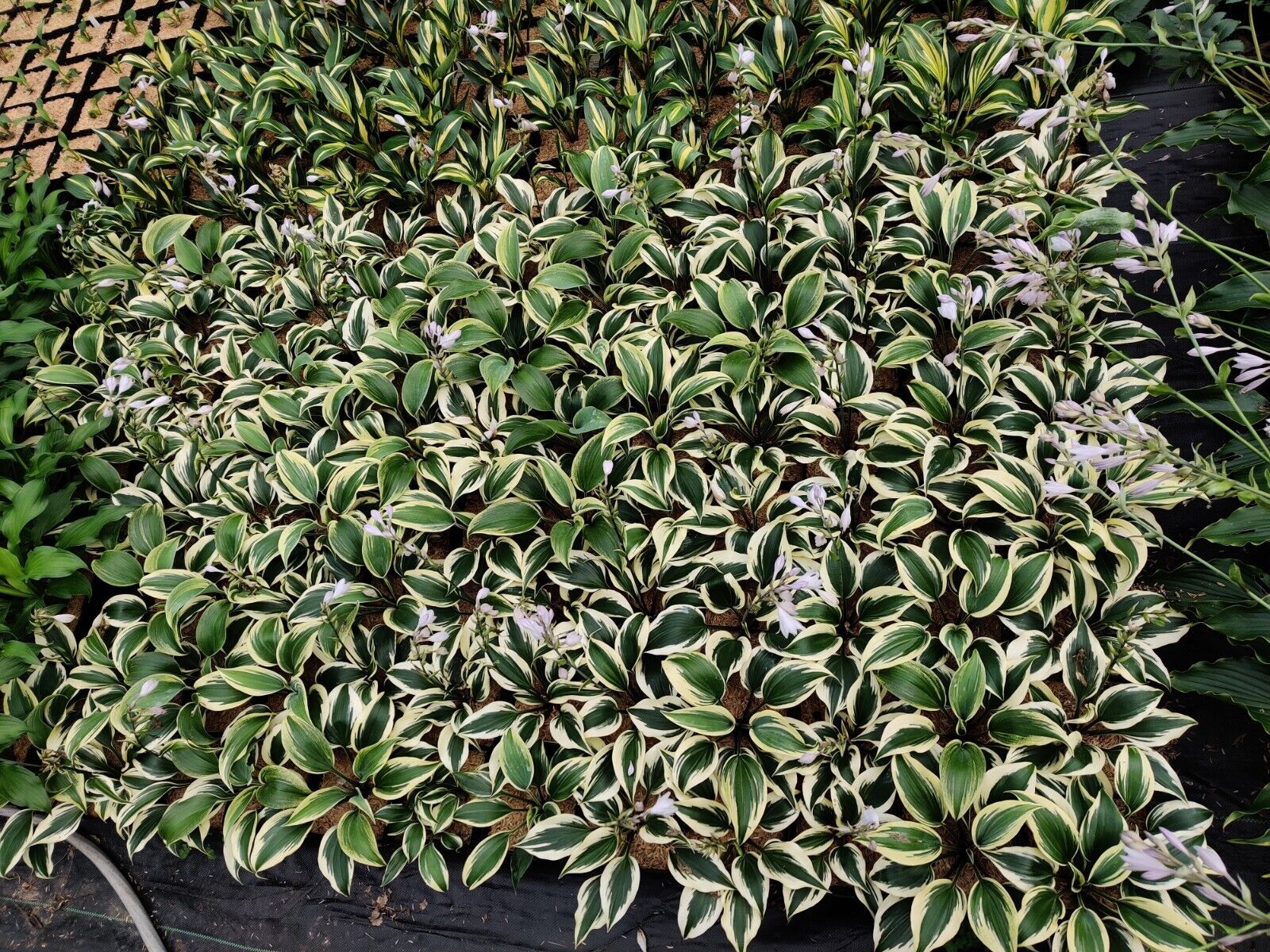 Hosta Firn Line Well Rooted 5.25" Pot Perennial Shade Unique Leaves