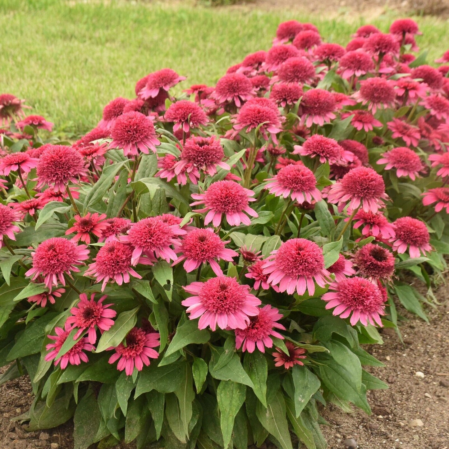 Echinacea Raspberry Beret Proven Winners 5.25" Pot Perennial Coneflower Sun