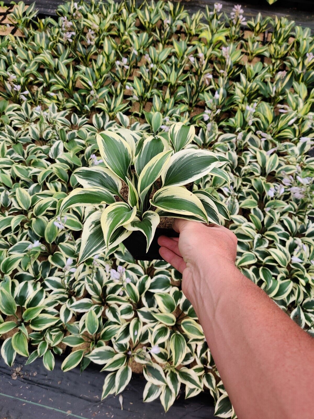 Hosta Firn Line Well Rooted 5.25" Pot Perennial Shade Unique Leaves
