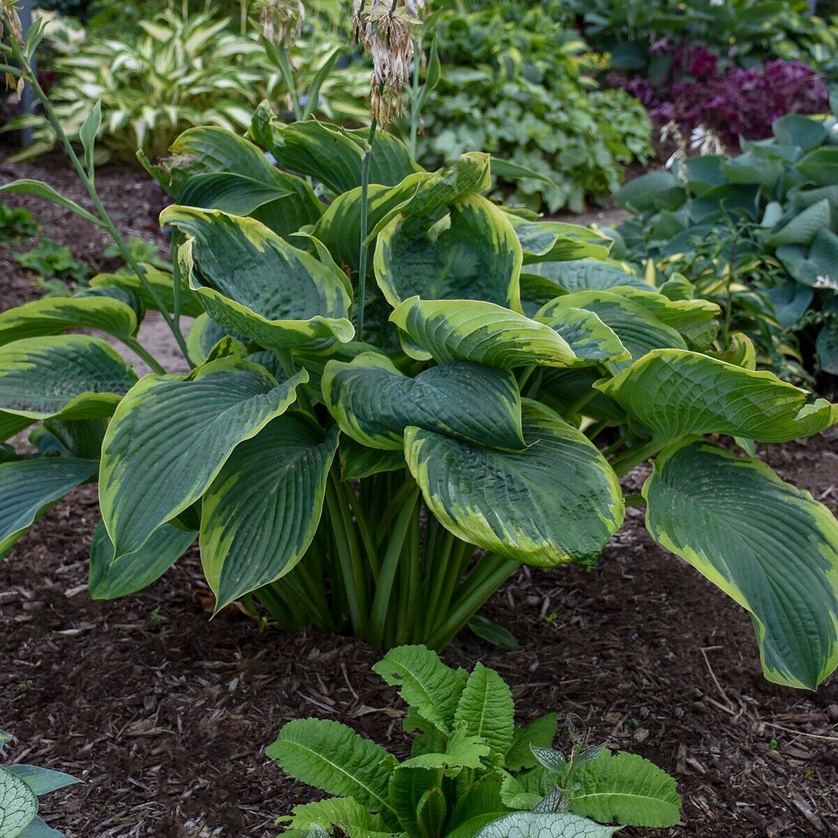 Hosta Wu-La-La 5.25" Pot Well Rooted Perennial Shade Unusual Proven Winners