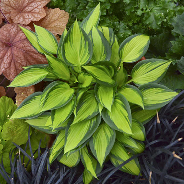 Hosta June Spirit 5.25" Pot Well Rooted Perennial Shade Plant