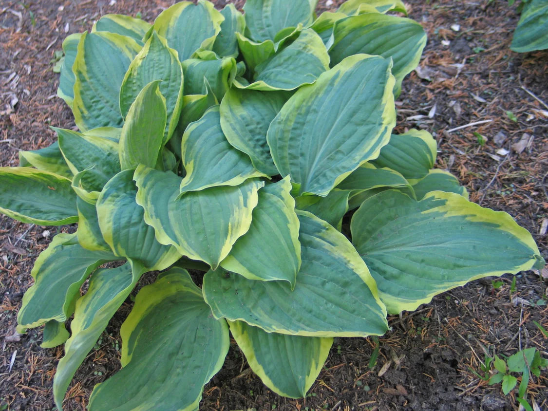 Hosta All Aflutter 5.25" Pot Well Rooted Perennial Shade Plant