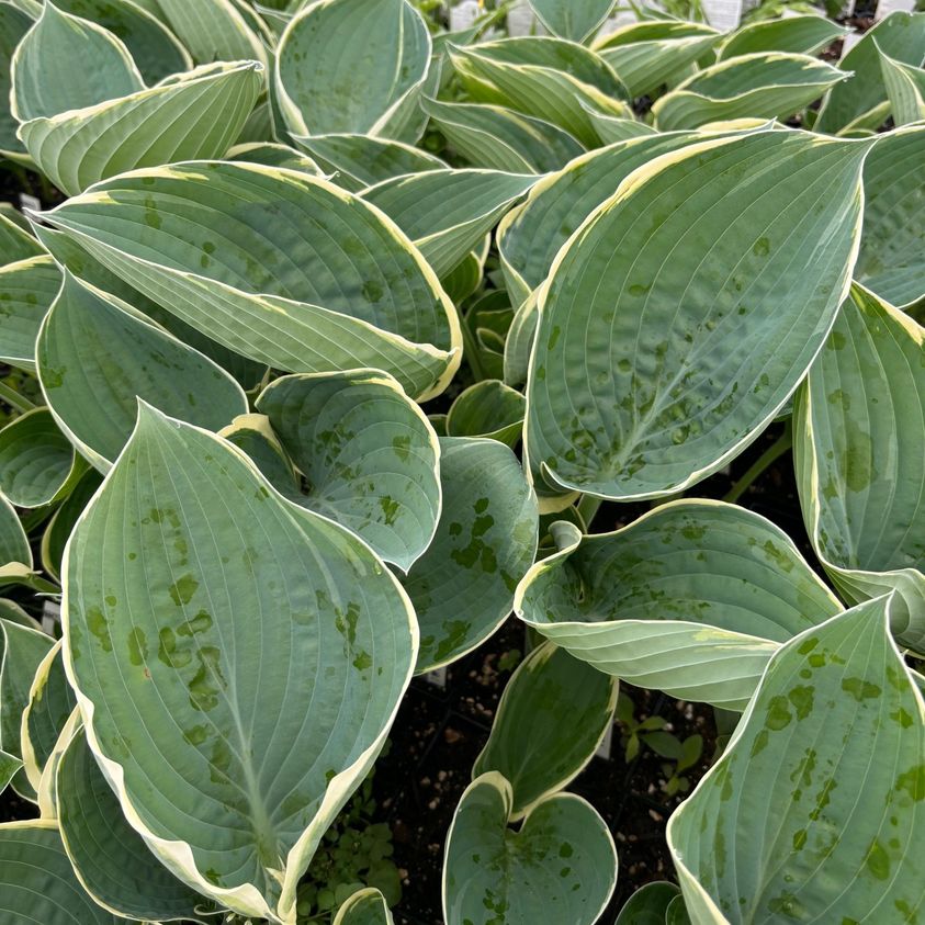 Hosta And You and I 5.25" Pot Well Rooted Perennial Shade Plant