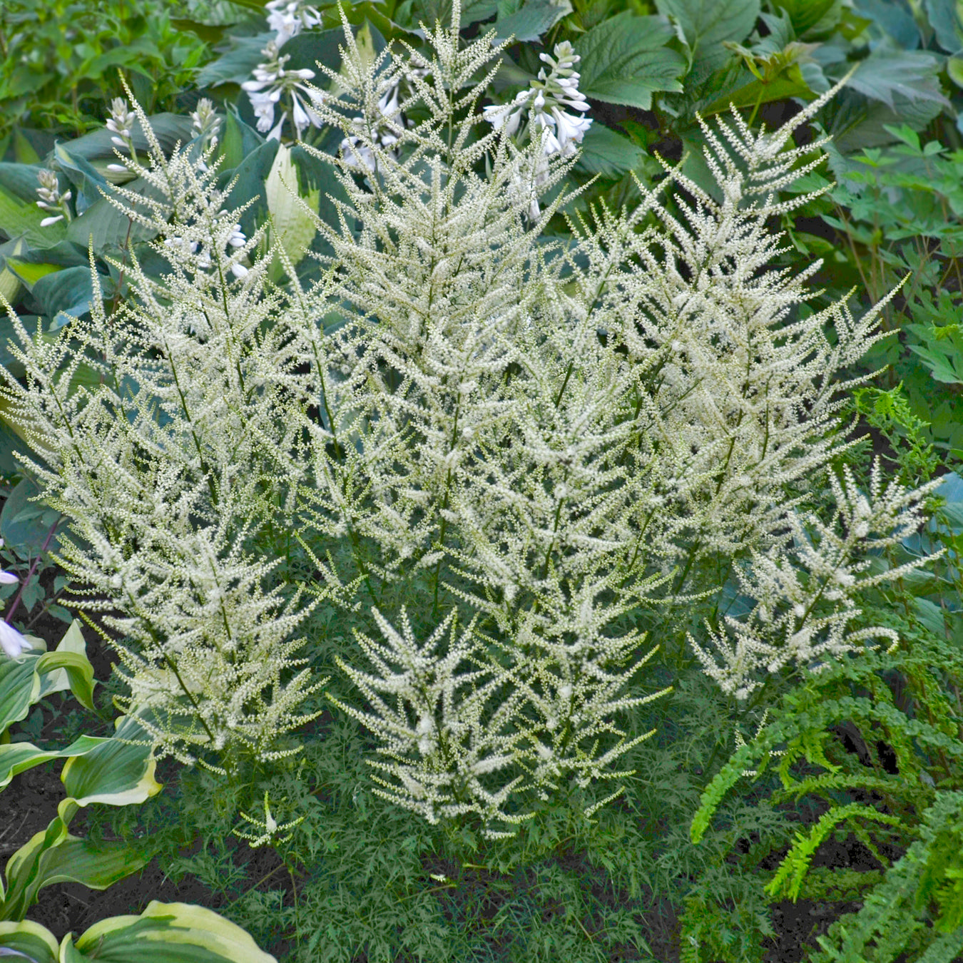 Aruncus Fairy Hair Goats Beard 5.25" Pot Well Rooted Perennial Shade Plant