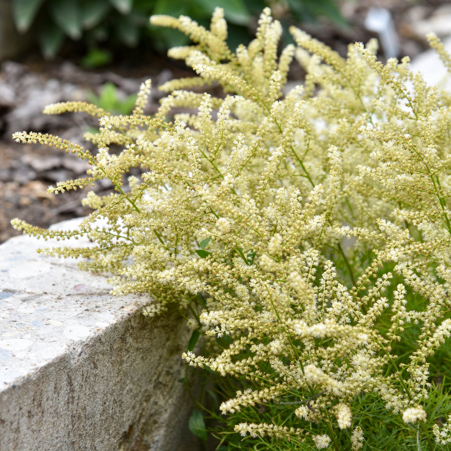 Aruncus Fairy Hair Goats Beard 5.25" Pot Well Rooted Perennial Shade Plant