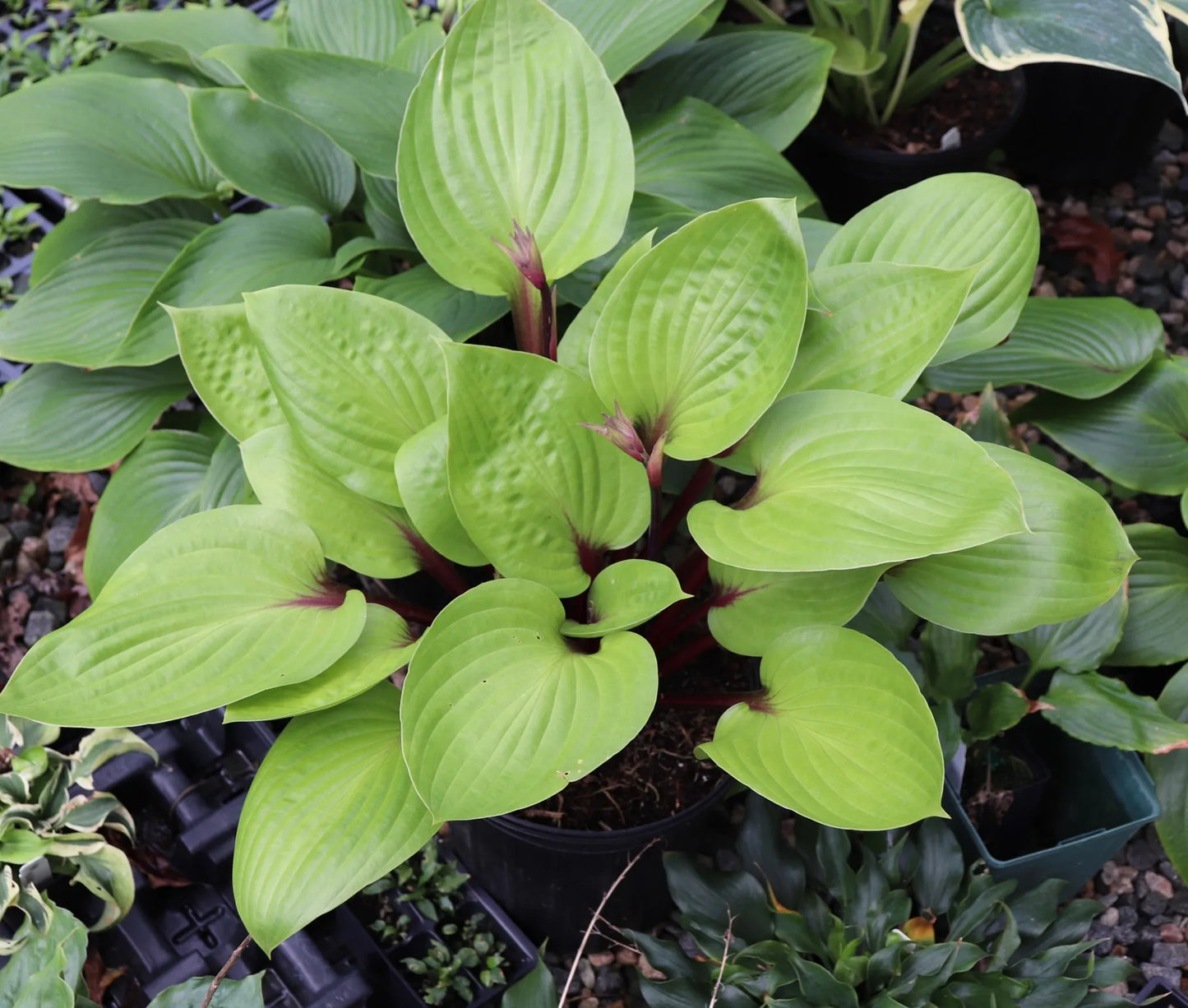 Hosta Cherry Cheesecake 5.25" Pot Well Rooted Perennial Shade Plant
