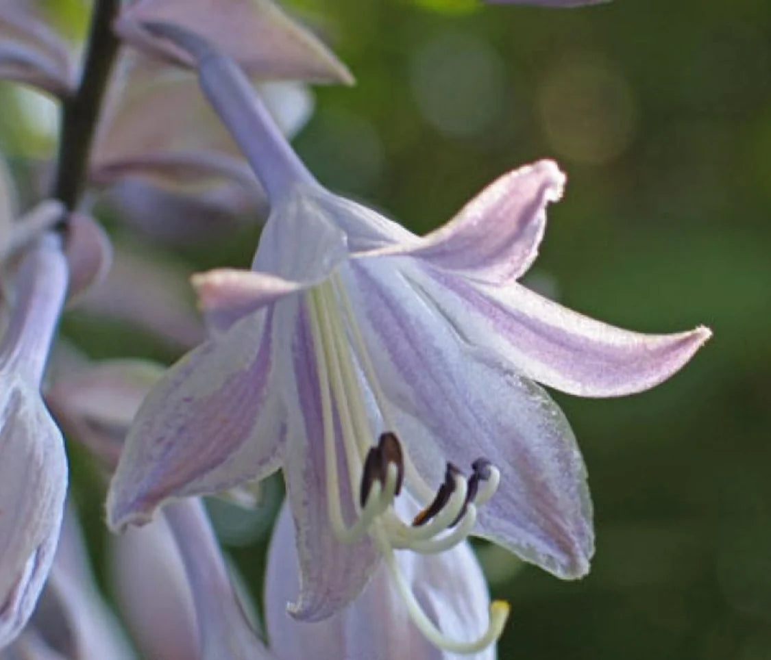 Hosta Endless Gift 5.25" Pot Well Rooted Perennial Shade Plant