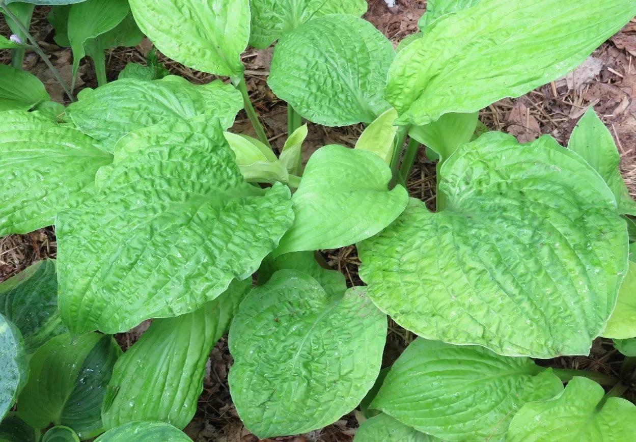 Hosta Granny's Goosebumps 5.25" Pot Well Rooted Perennial Shade Plant