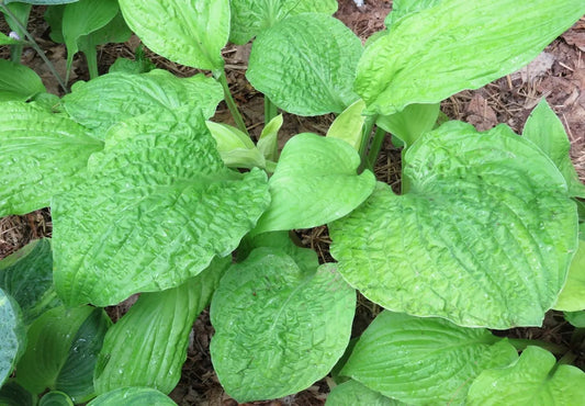 Hosta Granny's Goosebumps 5.25" Pot Well Rooted Perennial Shade Plant