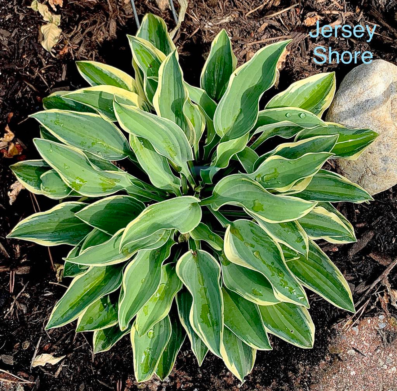 Hosta Jersey Shore 5.25" Pot Well Rooted Perennial Shade Plant