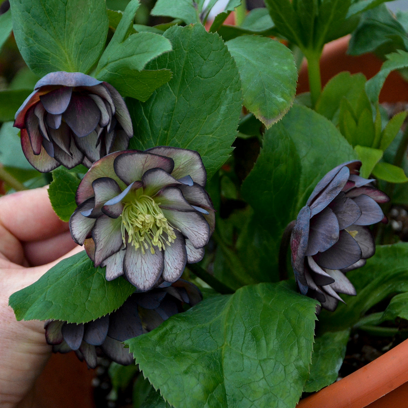 Hellebore Black Tie Affair 5.25" Pot Well Rooted Perennial Shade Plant