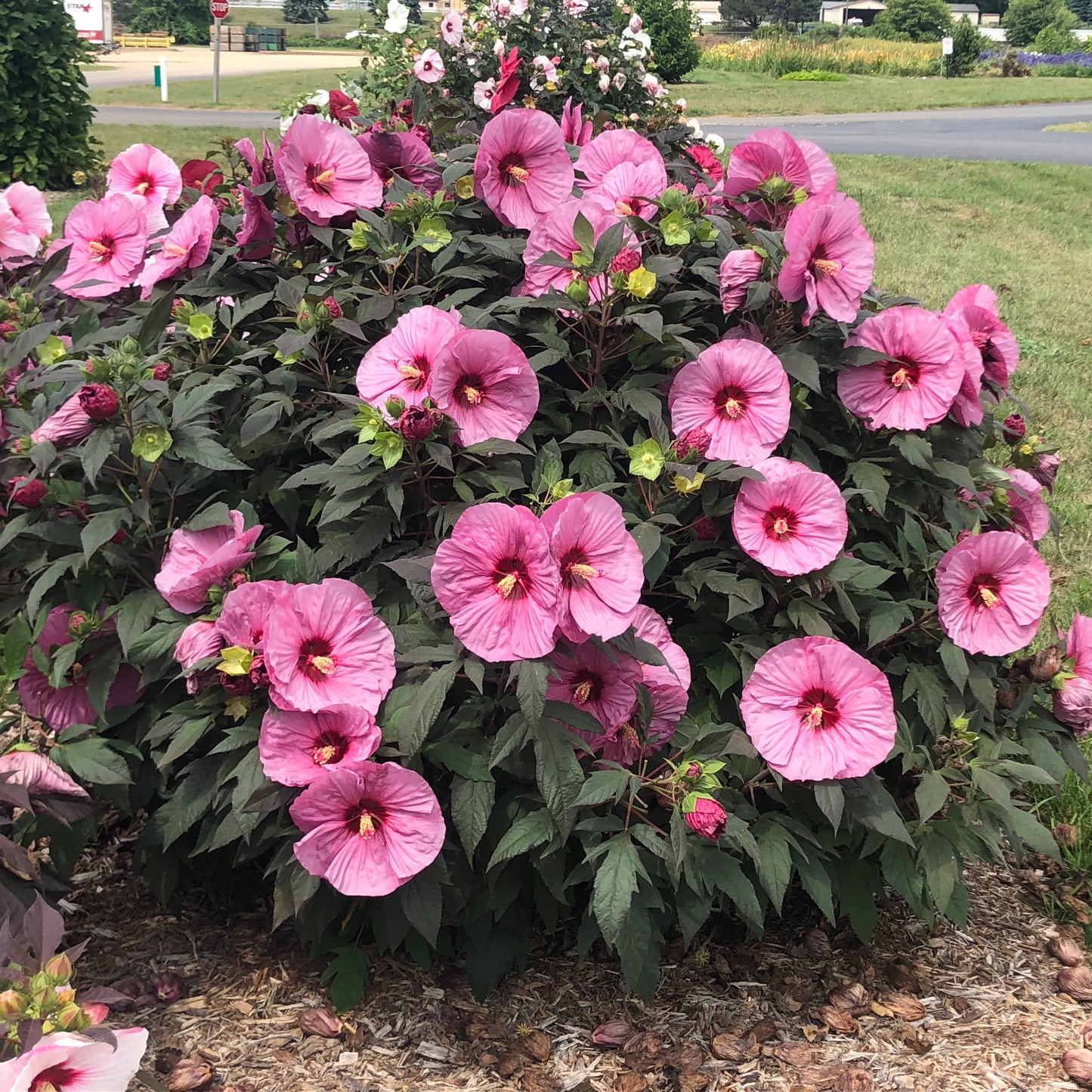 Hibiscus Berry Awesome 5.25" Pot Well Rooted Perennial Proven Winners