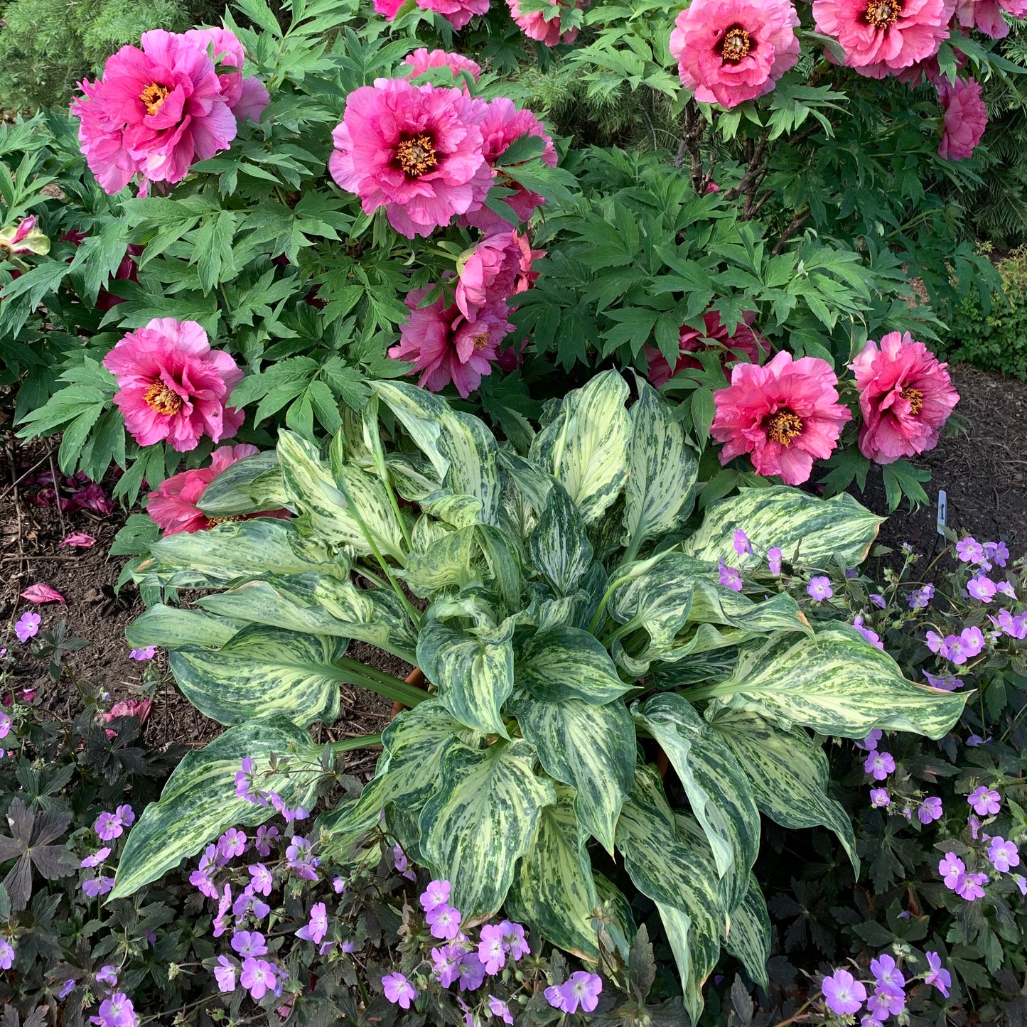 Hosta Emperor's New Clothes Liner Starter Plant Bizarre Perennial