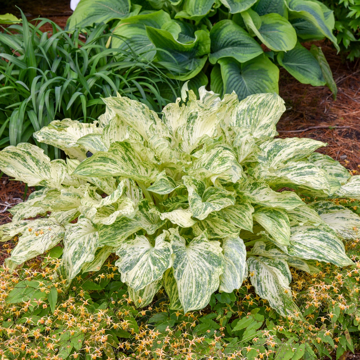 Hosta Emperor's New Clothes Liner Starter Plant Bizarre Perennial