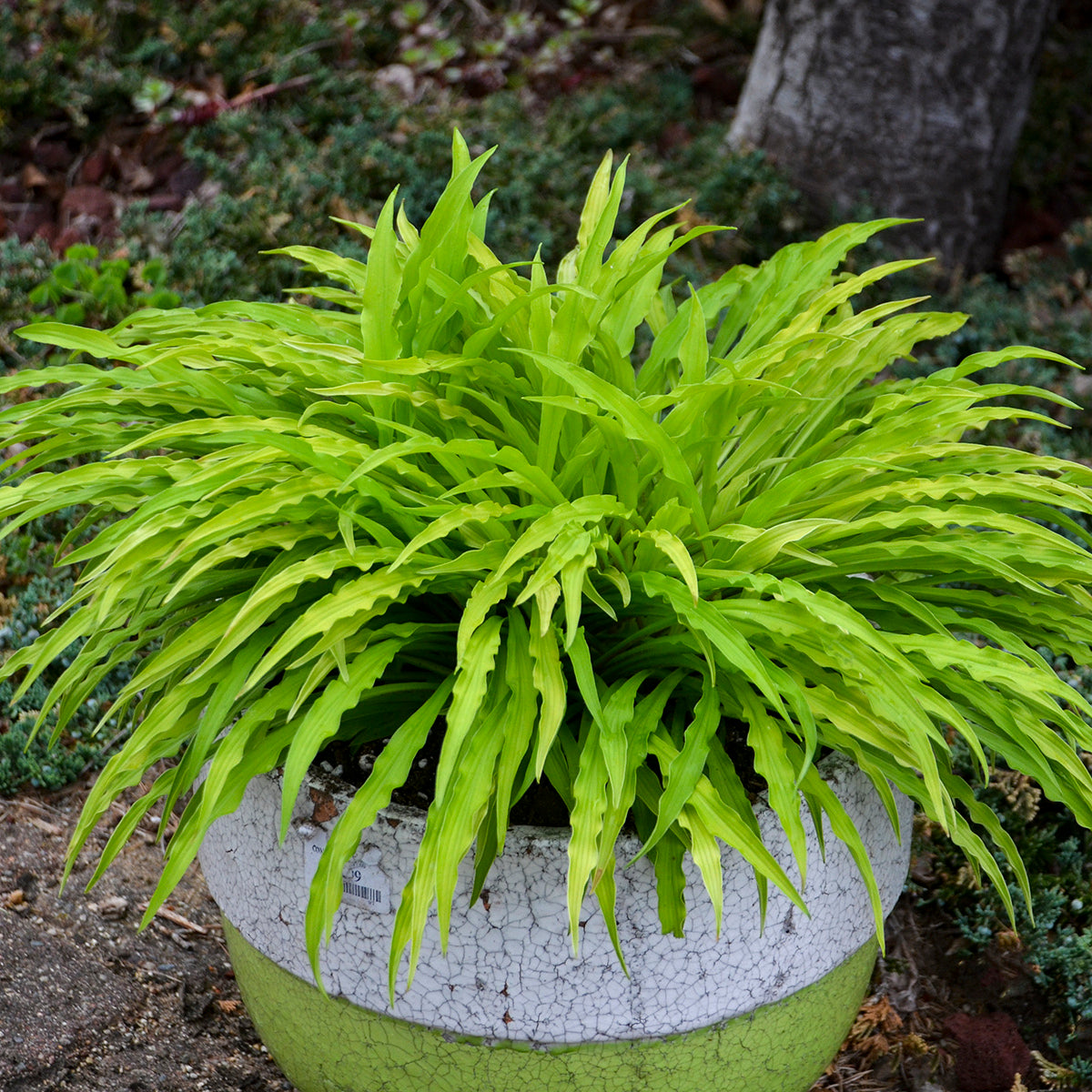 Party Streamers Hosta 5.25" Pot Crazy Leaves Shade Perennial
