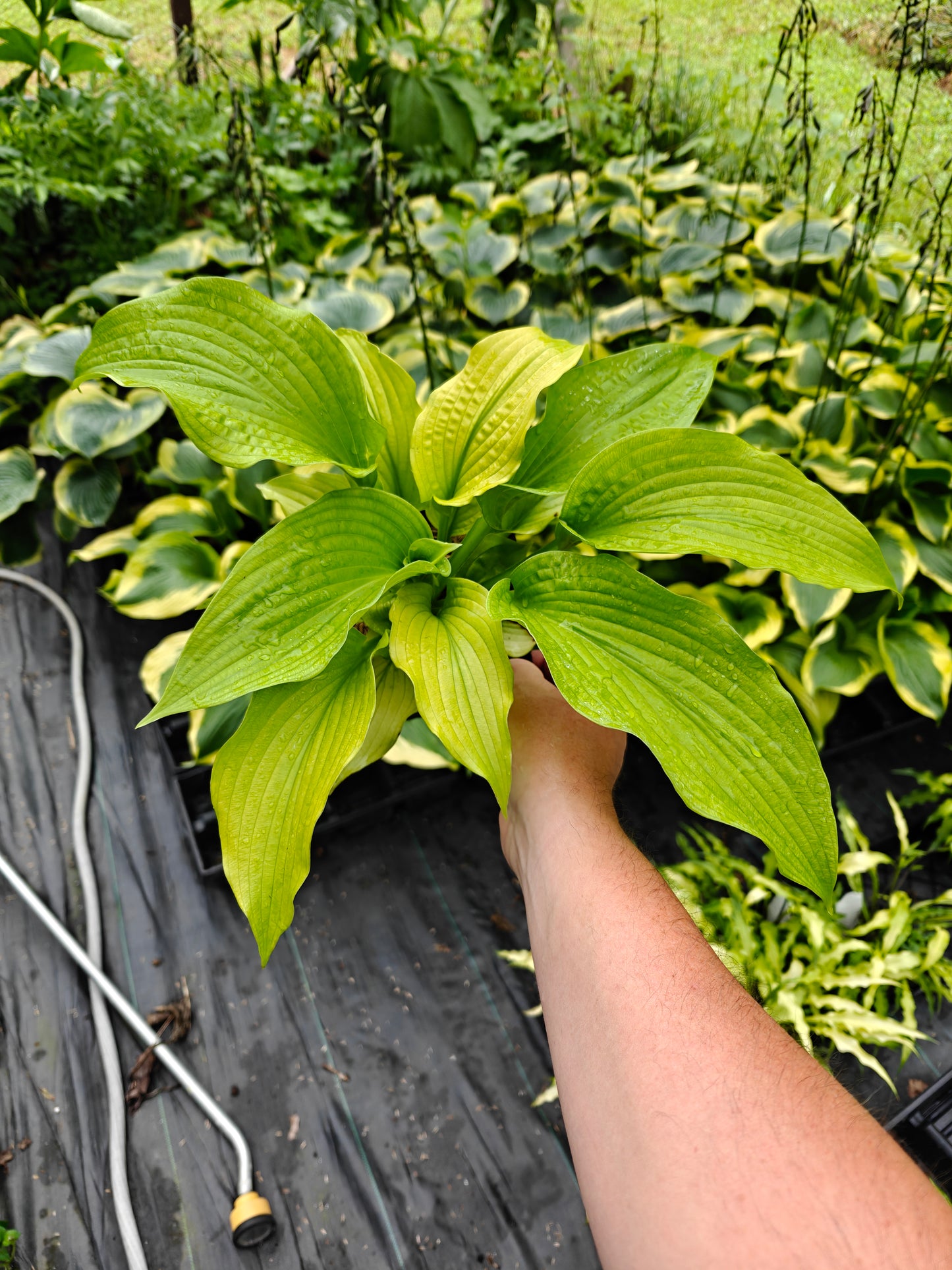 Hosta Dahlonega 5.25" Pot Well Rooted Perennial Shade Plant