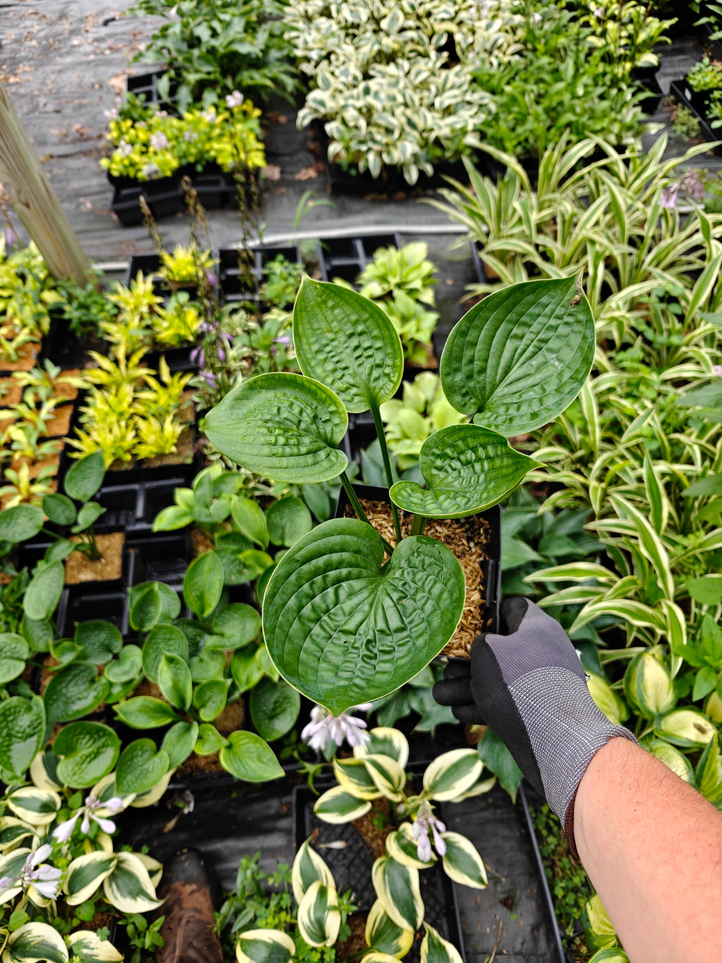 Hosta Flash Freeze 5.25" Pot Well Rooted Perennial Shade Plant