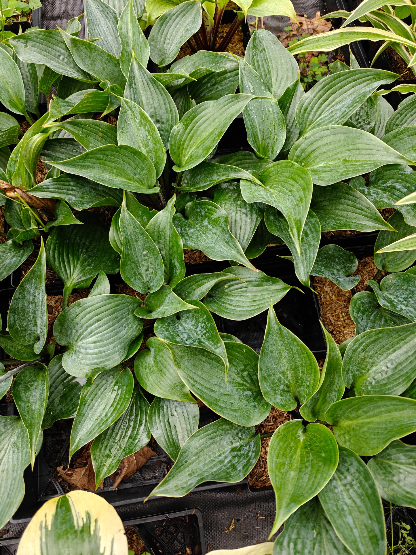 Hosta Chicago Blues 5.25" Pot Well Rooted Perennial Shade Plant
