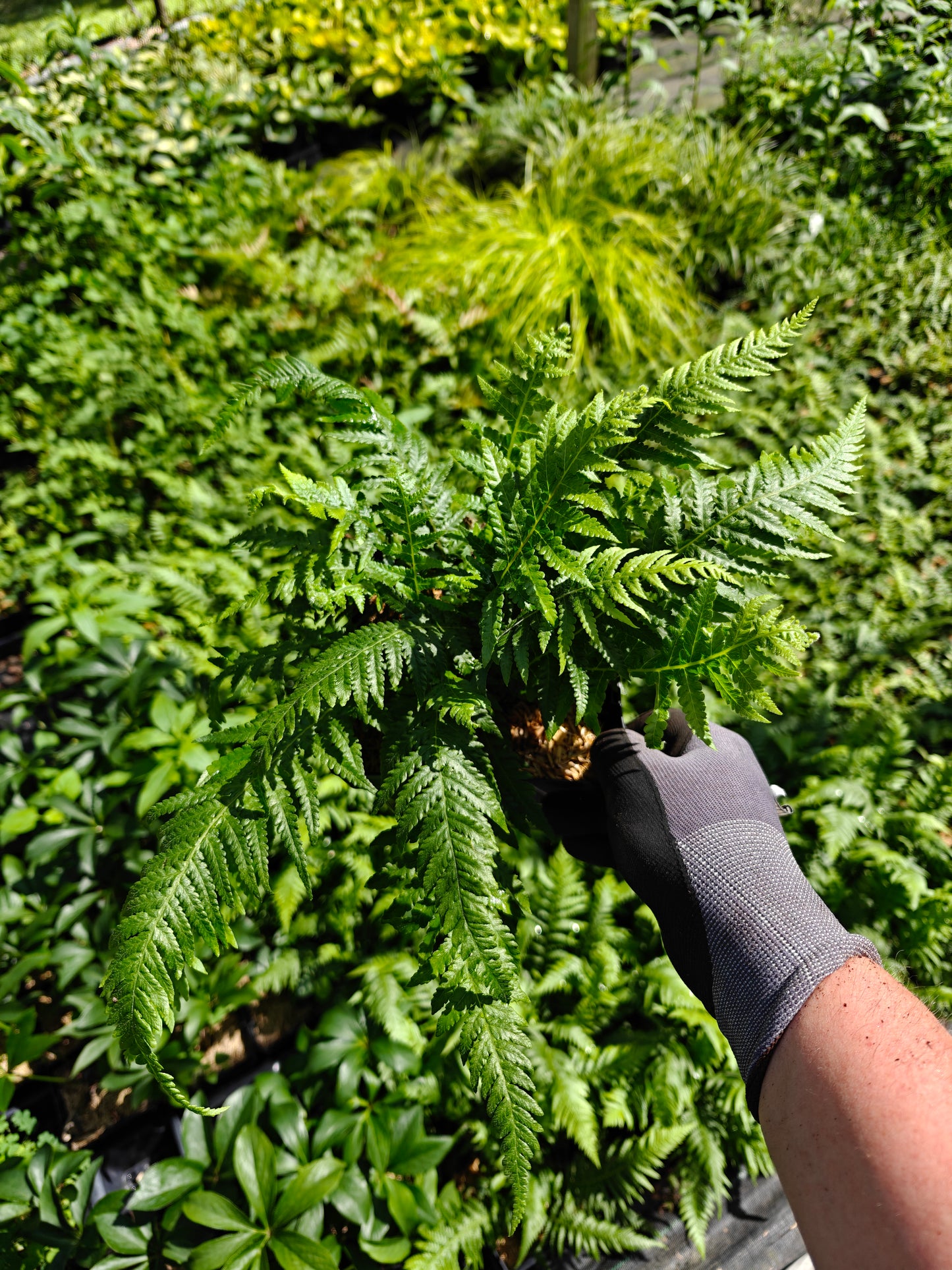 Japanese Beech Fern 5.25" Pot Perennial Thelypteris decursive-pinnata