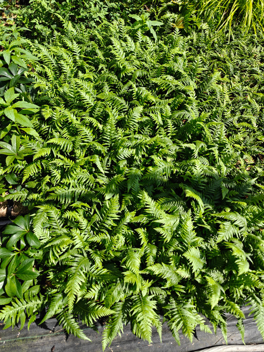 Japanese Beech Fern 5.25" Pot Perennial Thelypteris decursive-pinnata