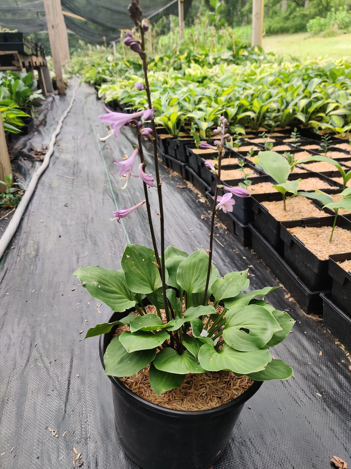 Hosta Dark Side of the Moon OS 5.25" Pot Well Rooted Perennial Shade Plant