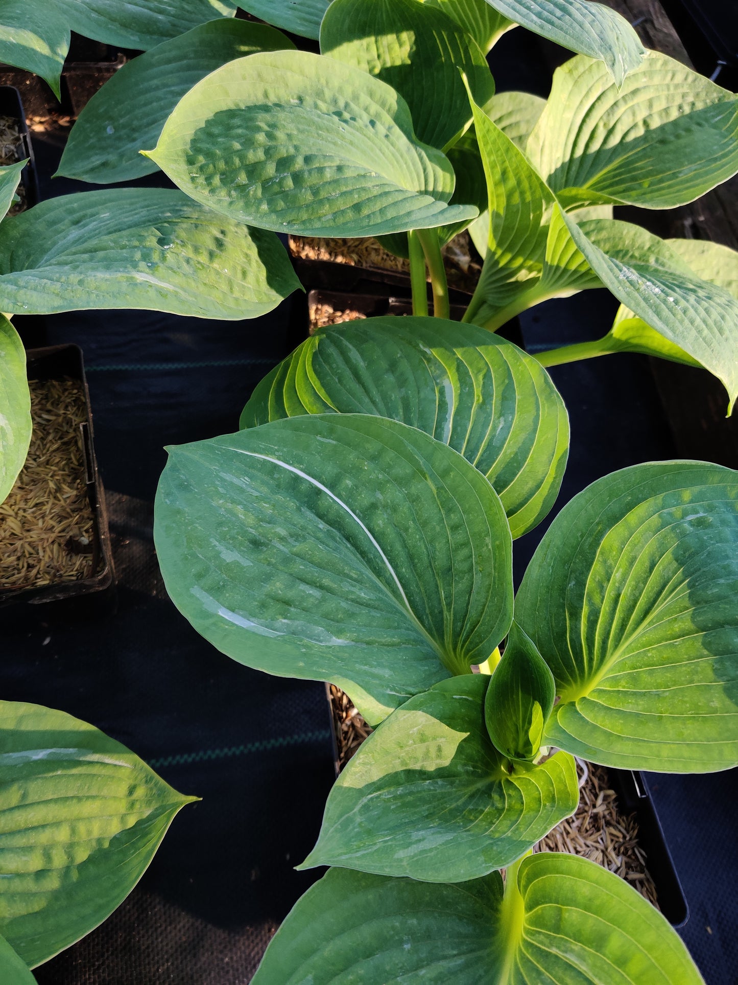 Hosta Spilt Milk 5.25" Pot Well Rooted Perennial Shade Plant