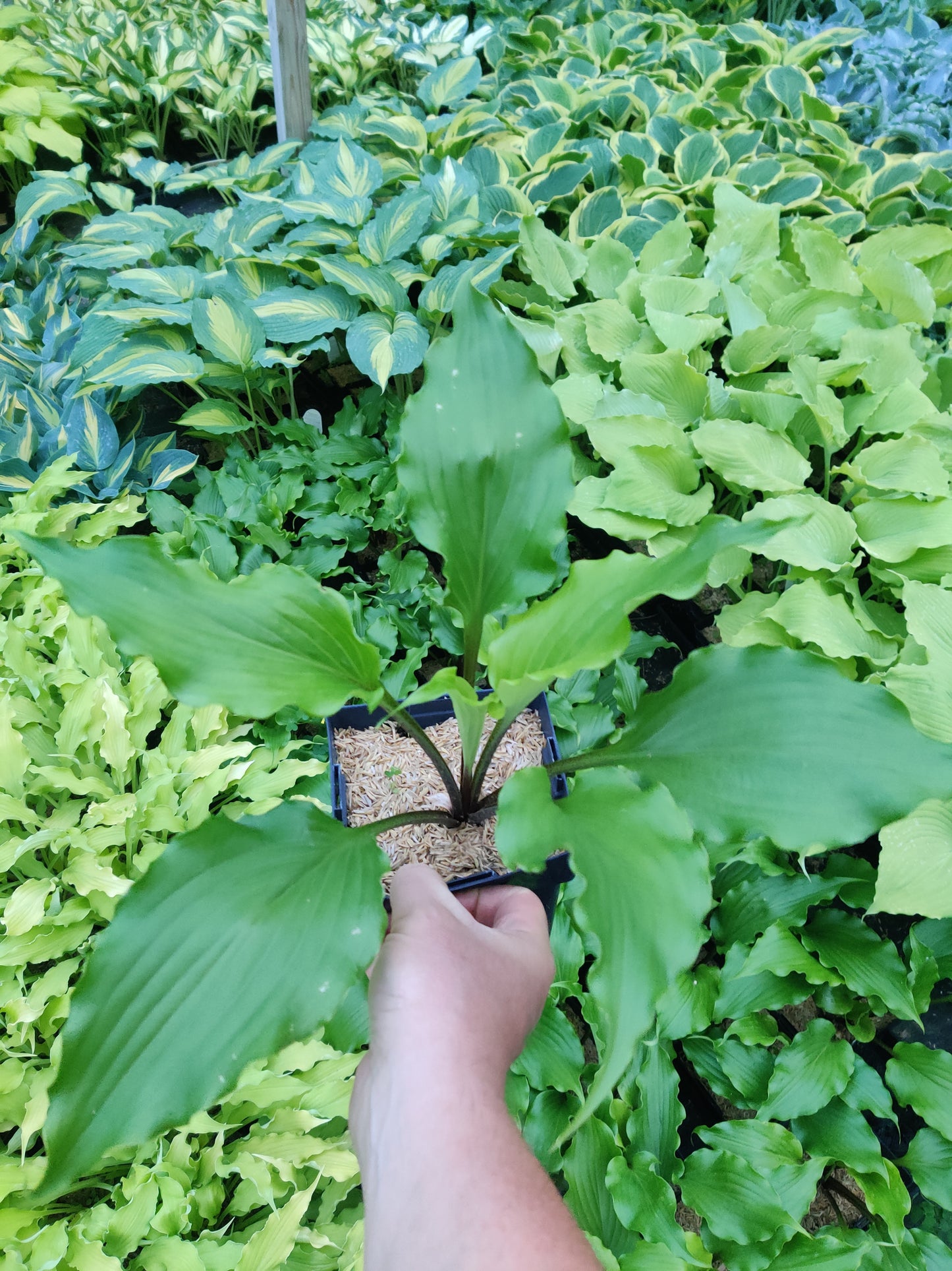 Hosta Peppermint Twist Perennial Shade Plant Wavy Leaves!
