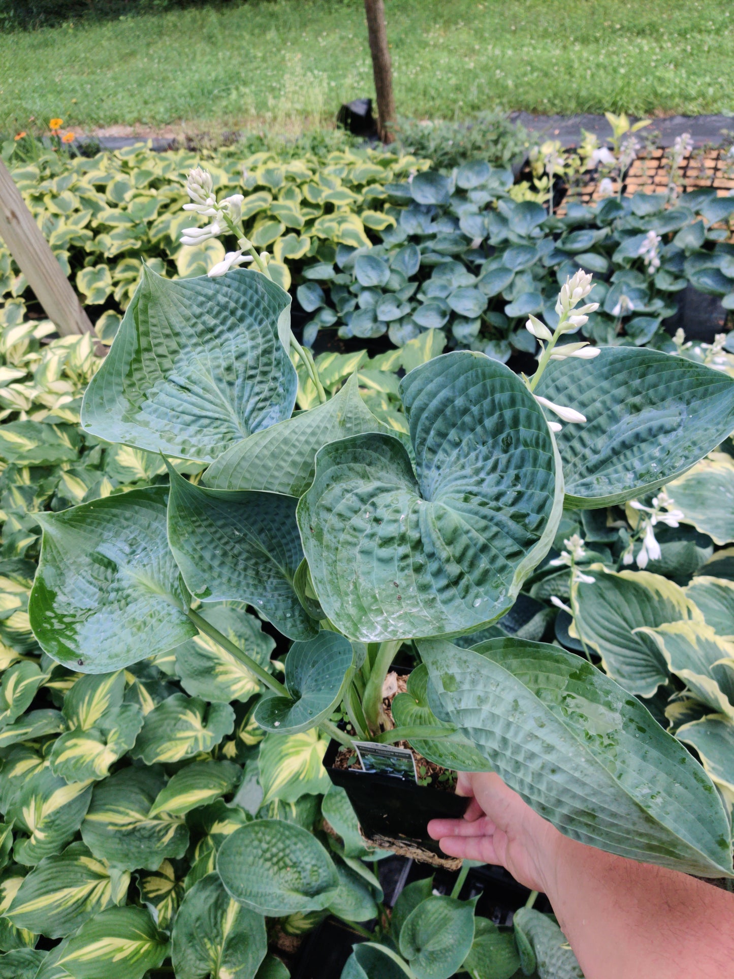 Bumpy Beauties