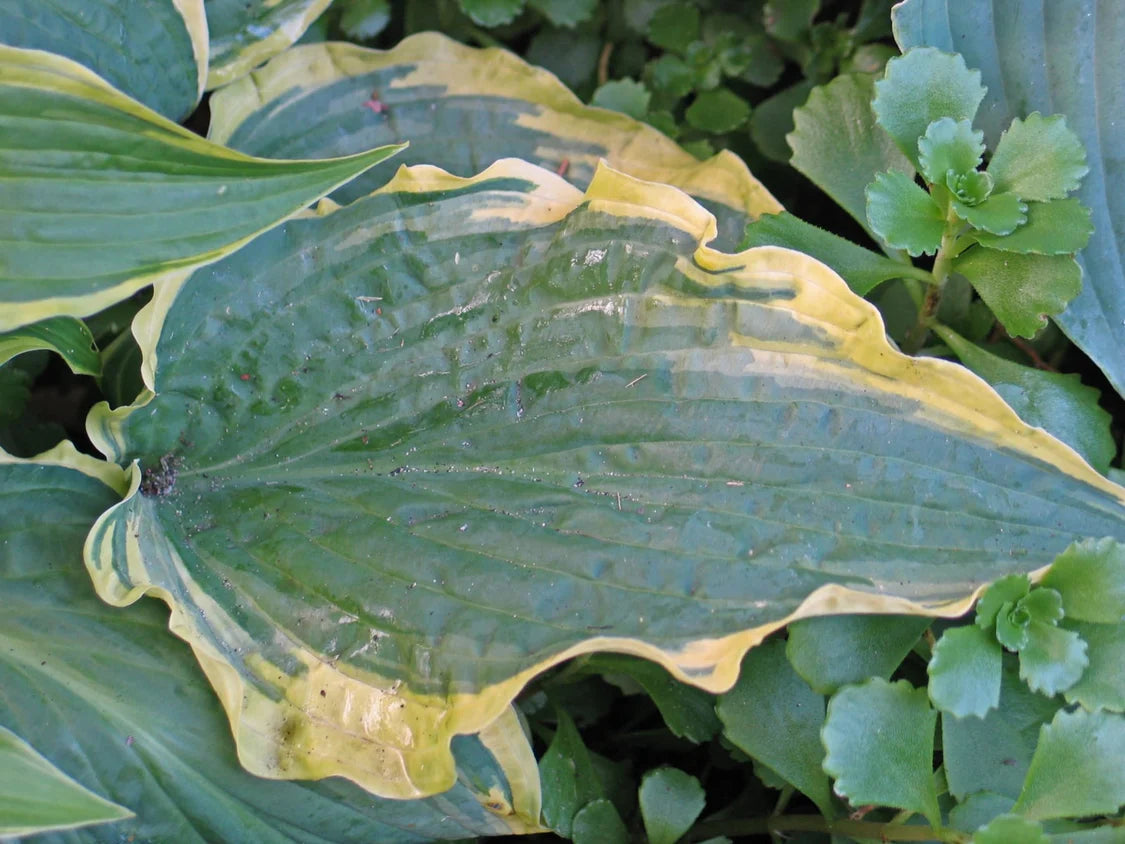 Hosta Leather and Lace 5.25" Pot Well Rooted Perennial Shade Plant