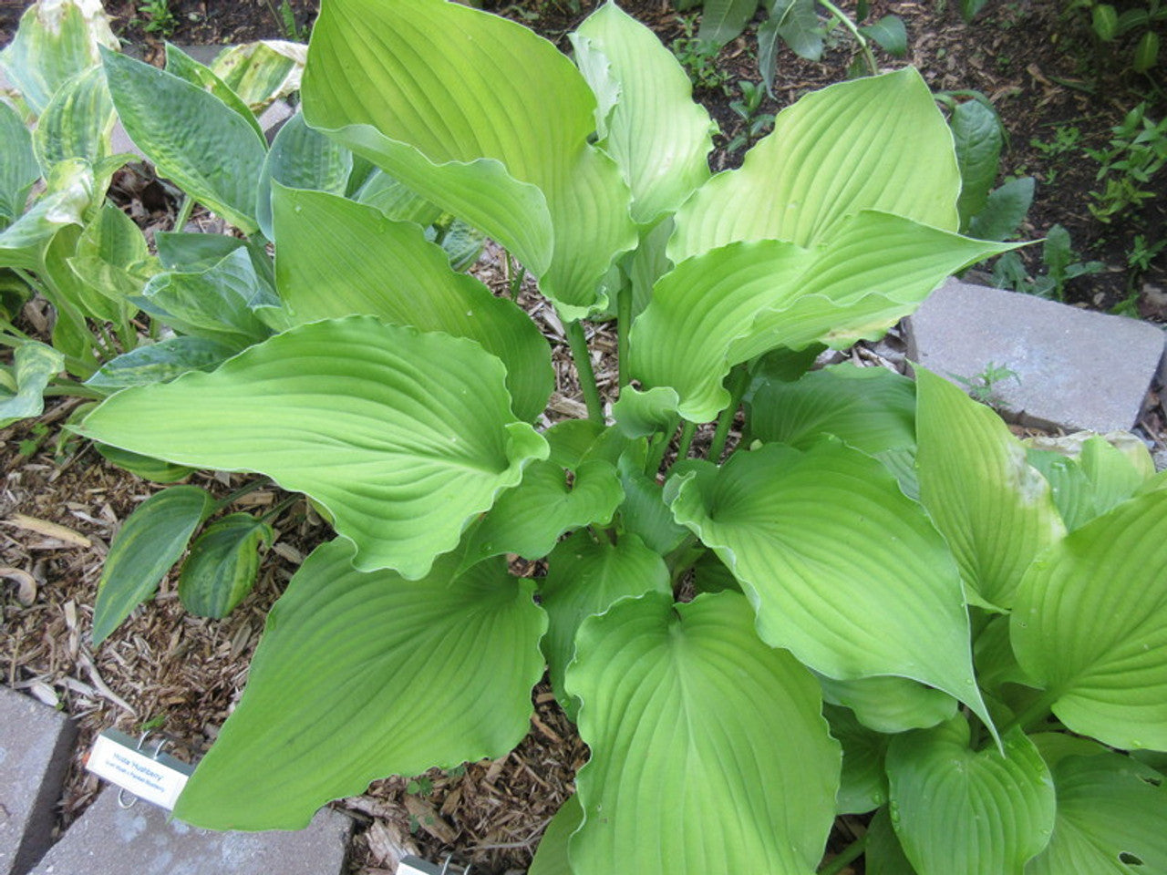 Hosta Lust in the Dust 5.25" Pot Well Rooted Perennial Shade Plant
