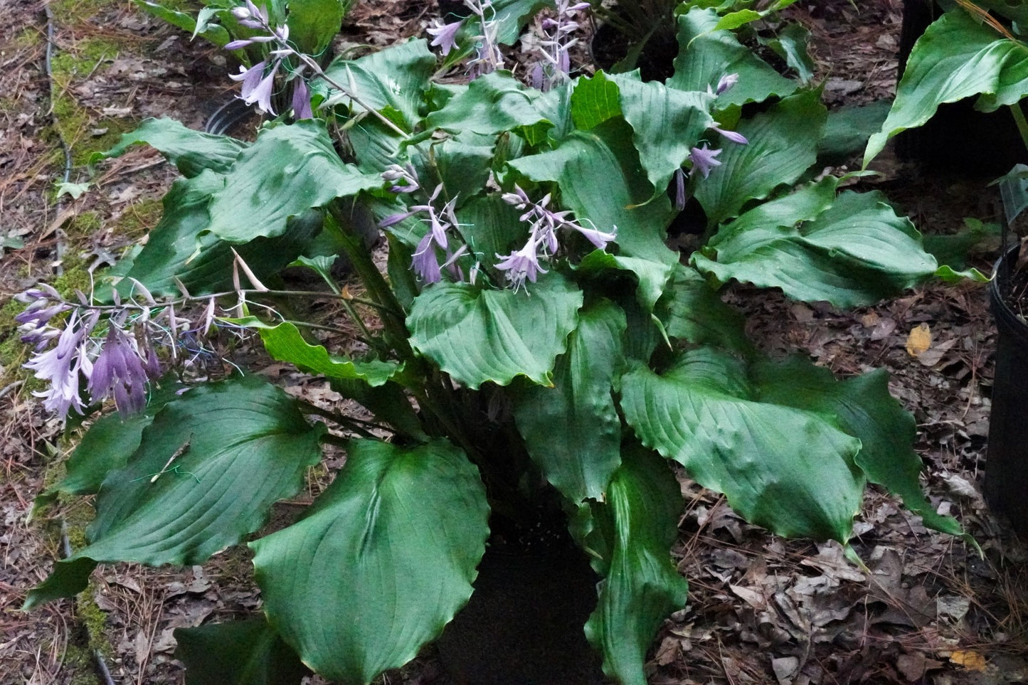 Hosta Mercy Me Perennial Shade Plant Shiny Wavy Leaves!