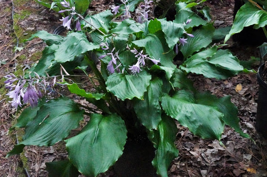 Hosta Mercy Me Perennial Shade Plant Shiny Wavy Leaves!