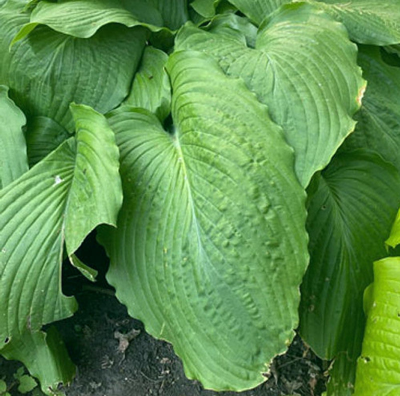Hosta Mint Rushmore 5.25" Pot Well Rooted Perennial Shade Plant